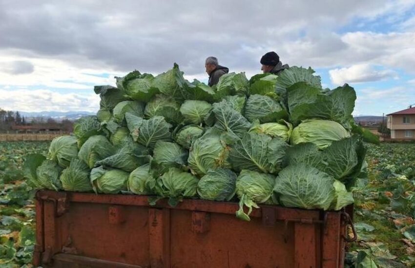 Bafra Ovası’nda beyaz lahanada 135 bin ton rekolte bekleniyor